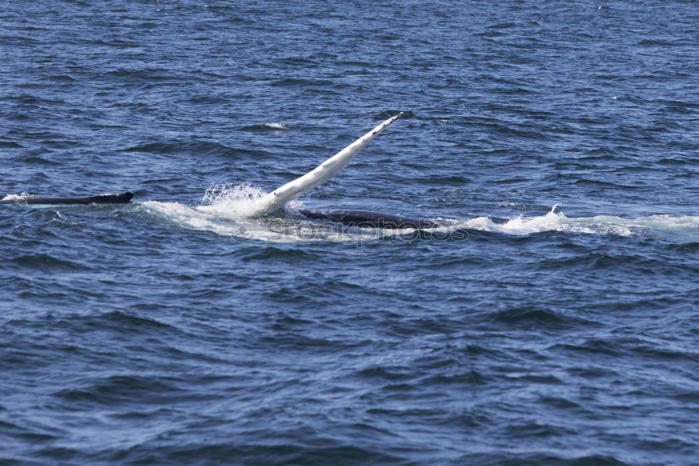 Similar – humpbacked whale jumping