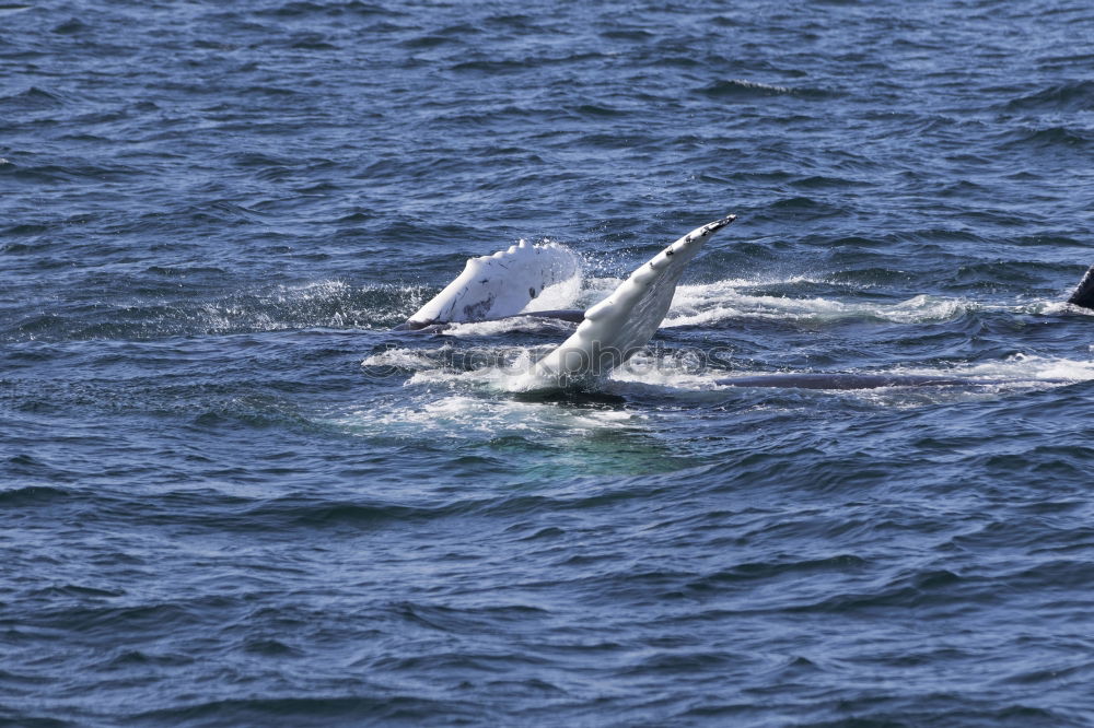 Similar – humpbacked whale jumping