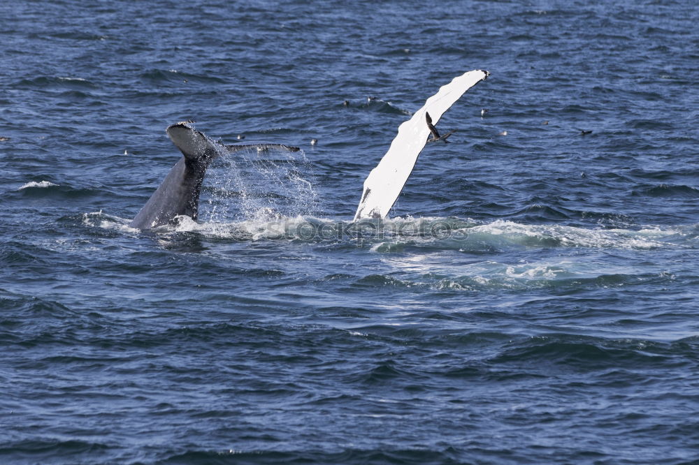 Similar – humpbacked whale jumping