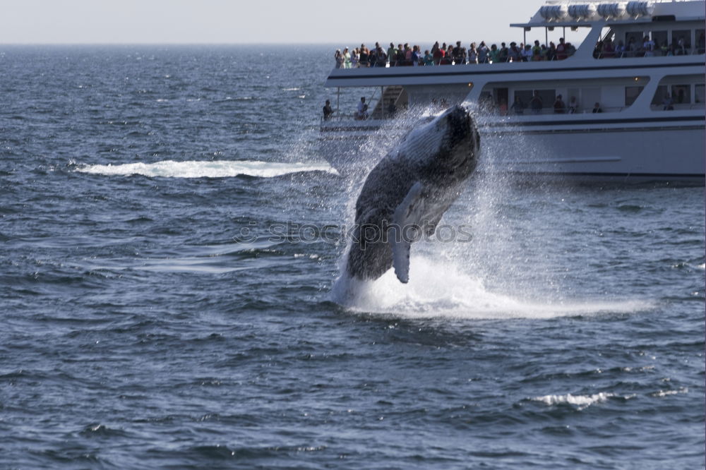 Similar – Image, Stock Photo Curious whale Whale Near