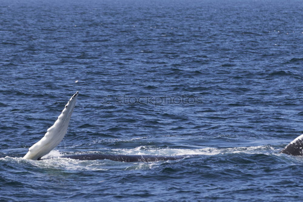 Similar – Dolphins in the Red Sea