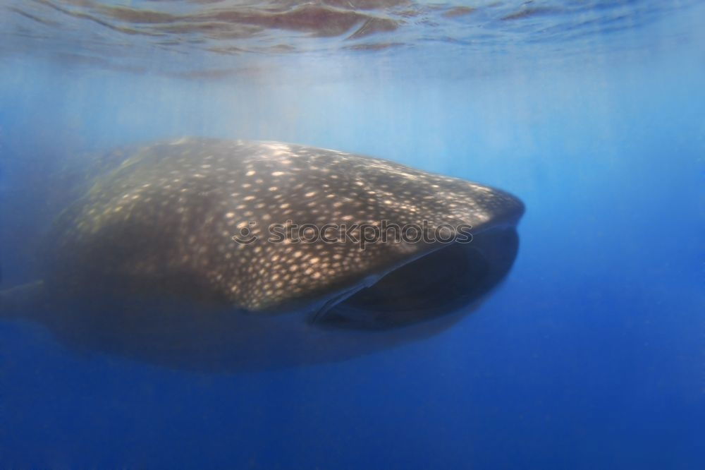 Similar – * BUH … ! * Whale shark