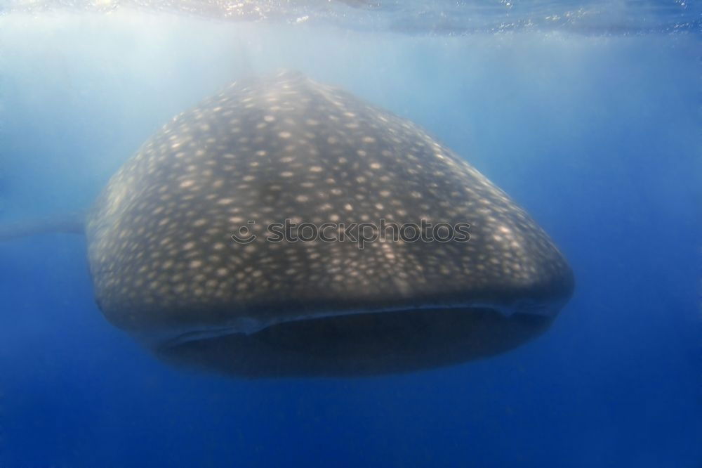 Similar – * BUH … ! * Whale shark