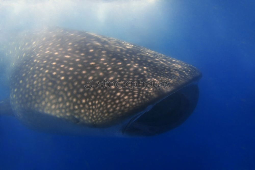 Similar – * BUH … ! * Whale shark