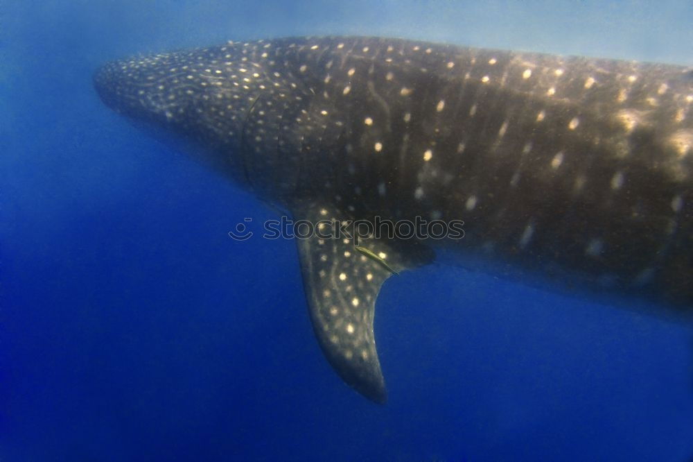 Similar – * BUH … ! * Whale shark