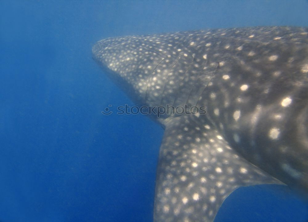 * BUH … ! * Whale shark