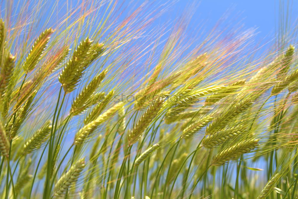 Similar – Image, Stock Photo summer Grass Beach Coast