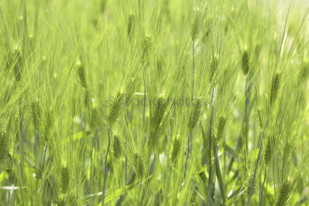 Image, Stock Photo morning dew Easter Nature