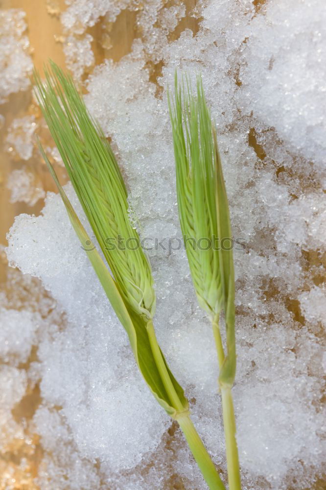 Image, Stock Photo ice jump Winter Ice Frost