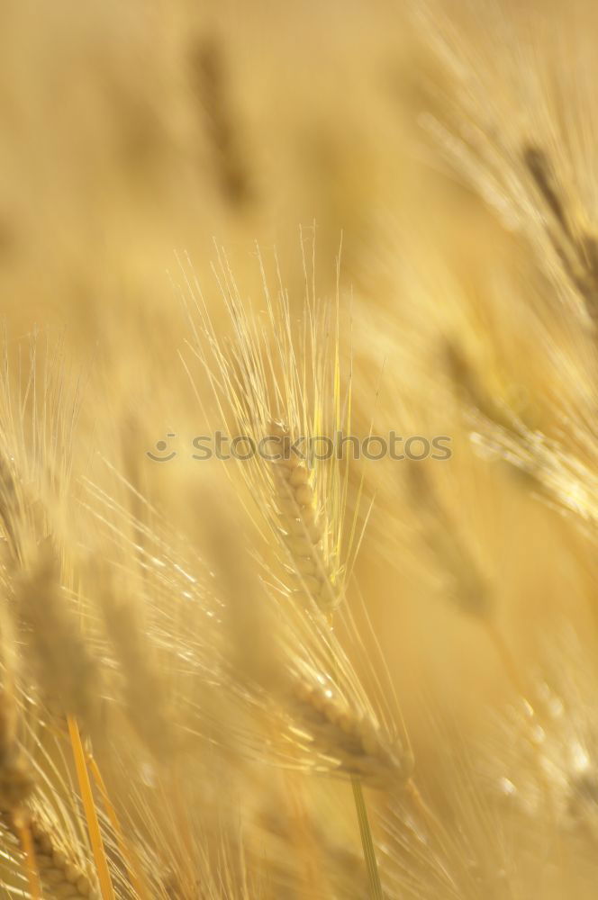 Similar – Field of grass on sunset