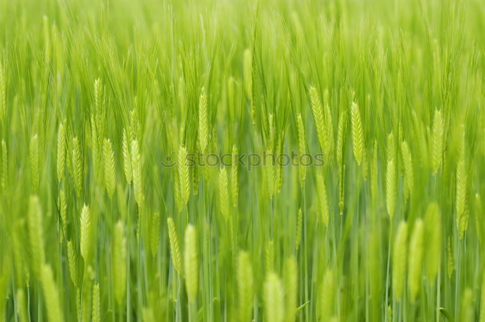 Similar – Foto Bild Fields of Green grün