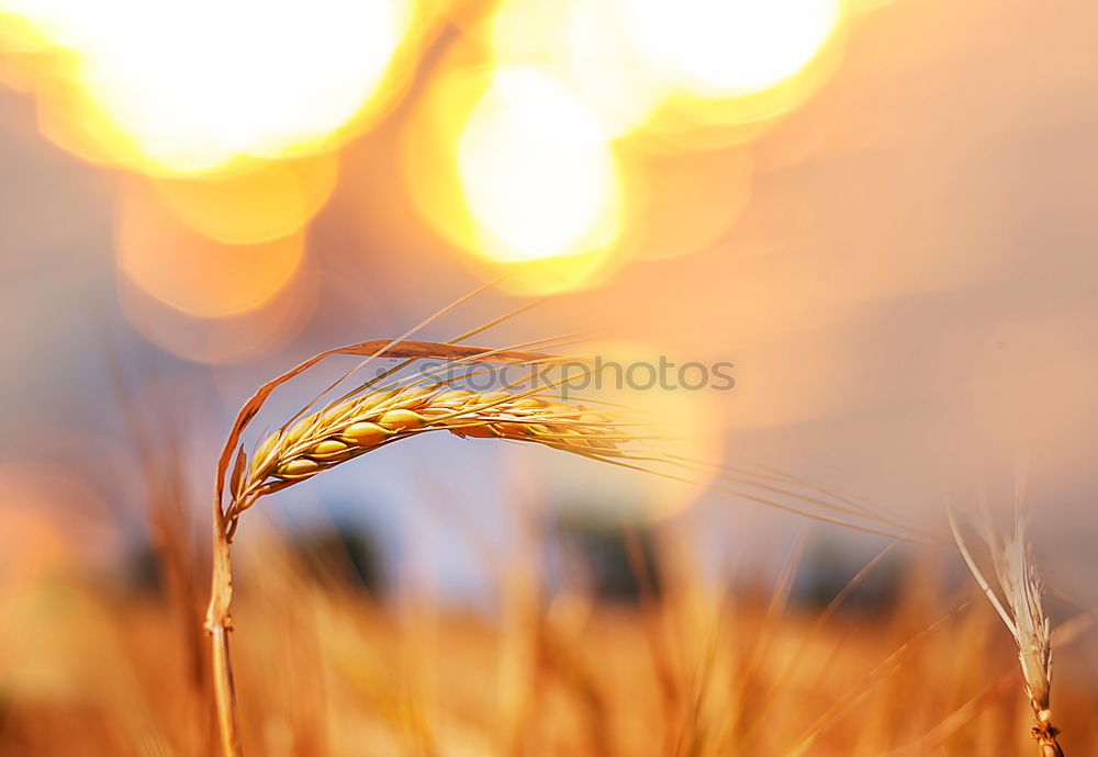 Similar – Cornfield 4 Landscape