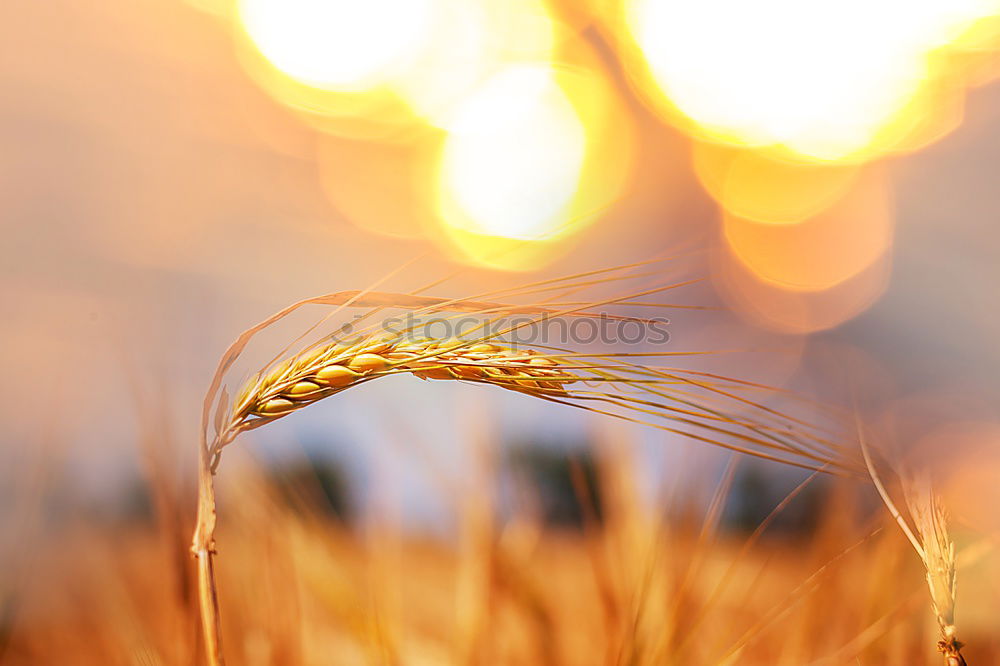 Similar – Goldener Frühling Umwelt