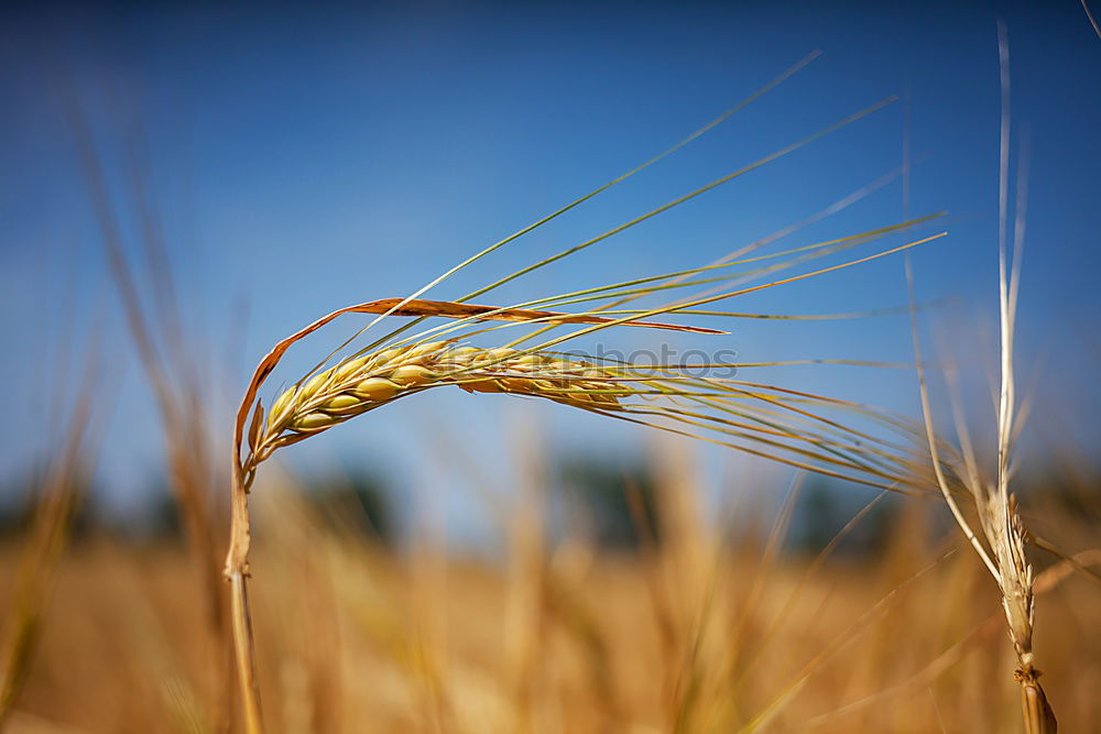 Similar – Image, Stock Photo rye facing Nature