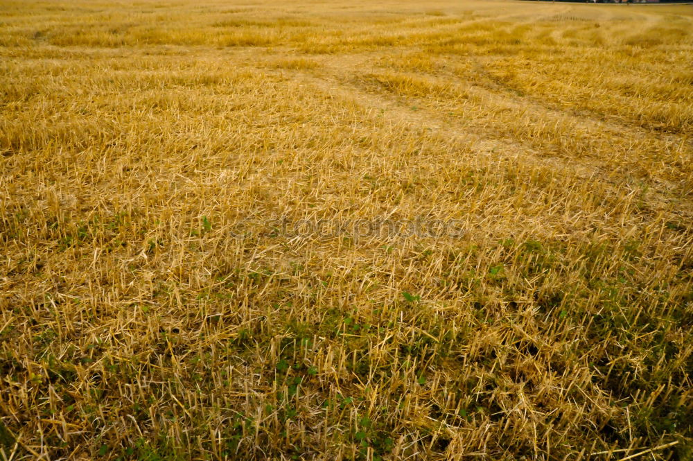 Similar – field away Field Footpath