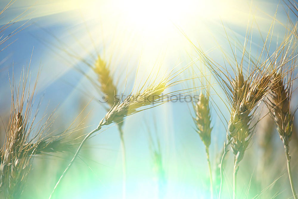 Foto Bild wunschvorstellung Umwelt