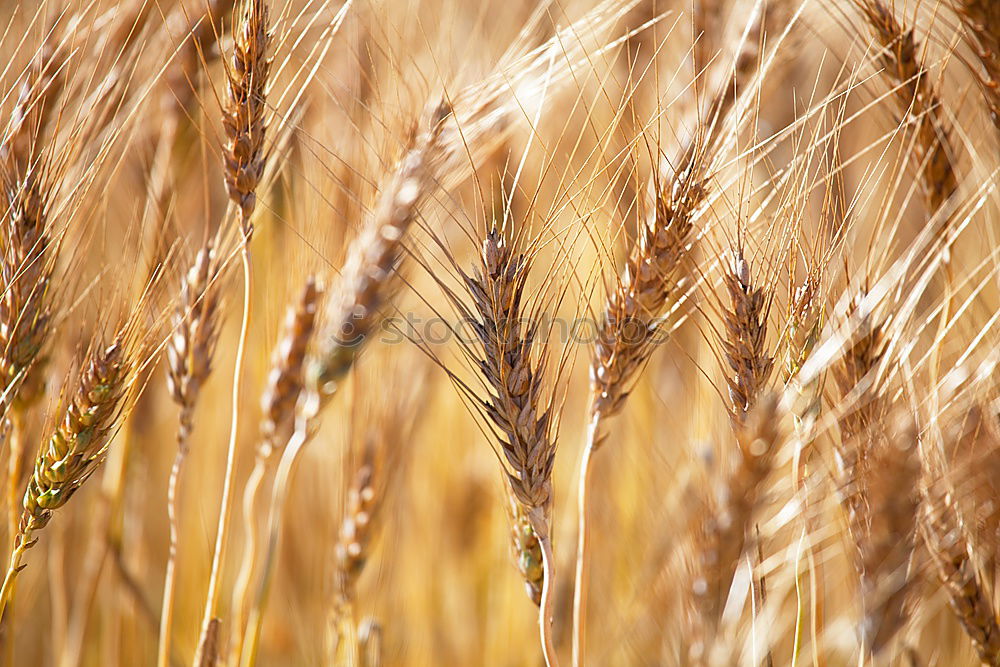 Similar – grain Wheat Field