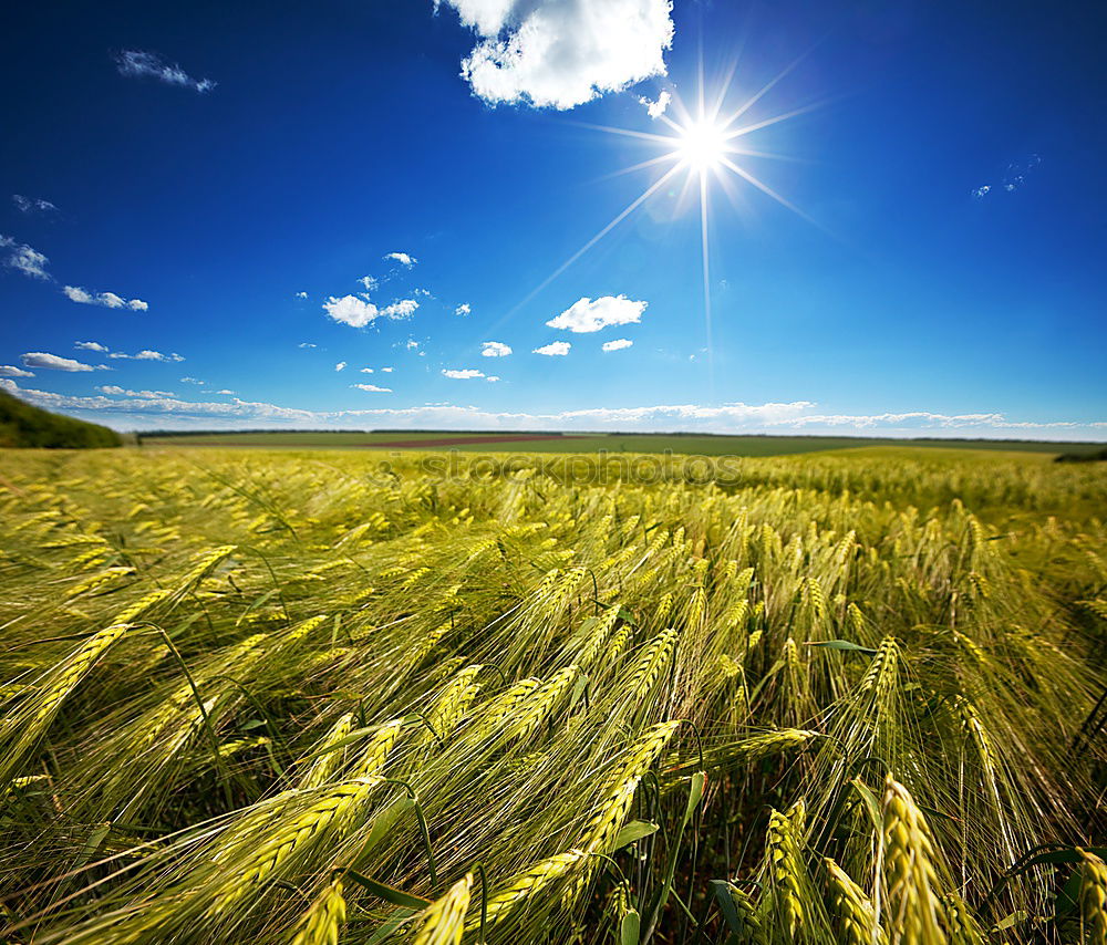 Similar – Foto Bild Weizen Feld im Sommer