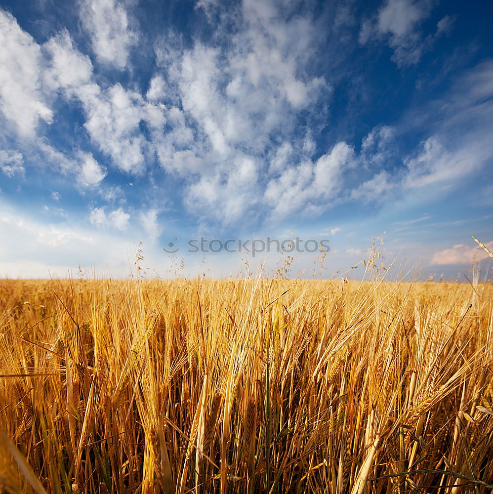 Similar – cornucopia Nature Sky