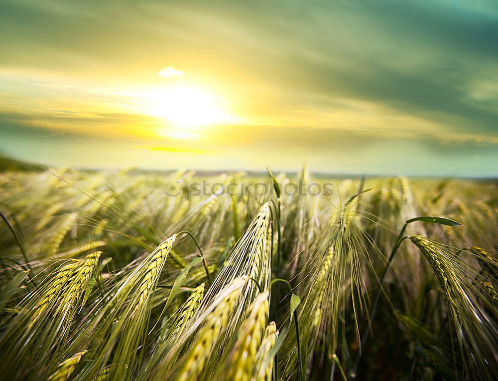 Similar – Cornfield 4 Landscape