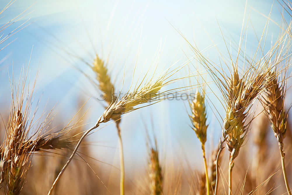 Similar – Image, Stock Photo rye facing Nature