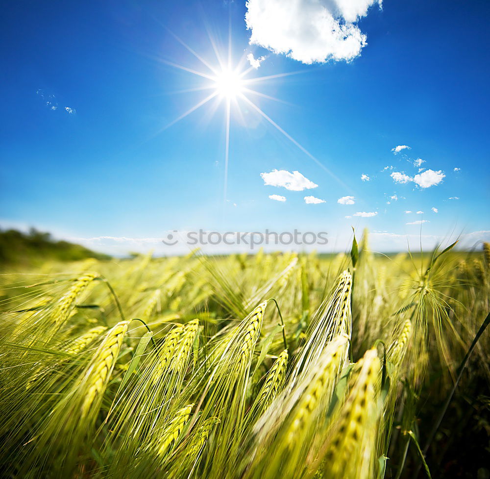 Similar – in the maize field Field