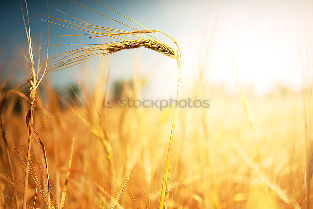 Similar – Image, Stock Photo Harvest Beautiful Summer