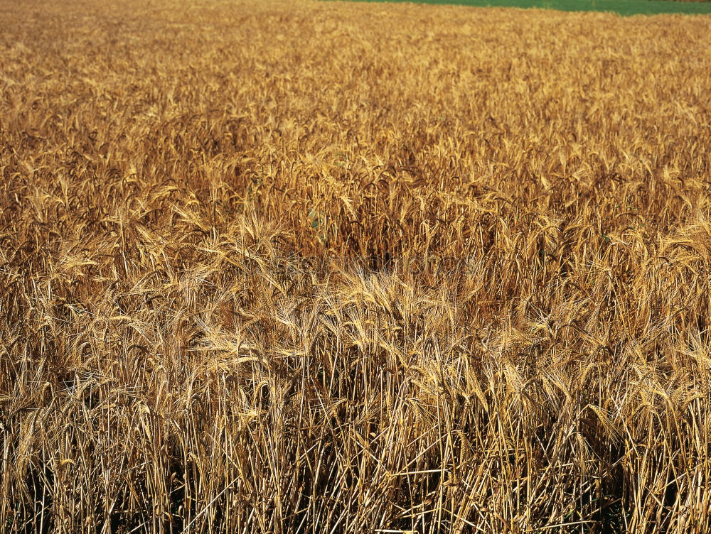 sea of wheat Wheat Summer