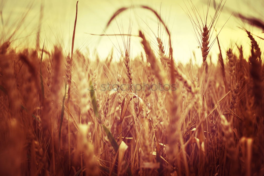 Similar – Fields of Gold Feld Ähren