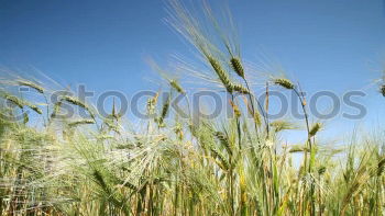 Similar – in the maize field Field