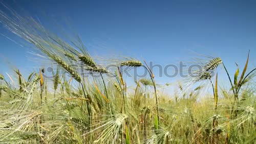 Similar – Foto Bild Getreidefeld Gerste gelb