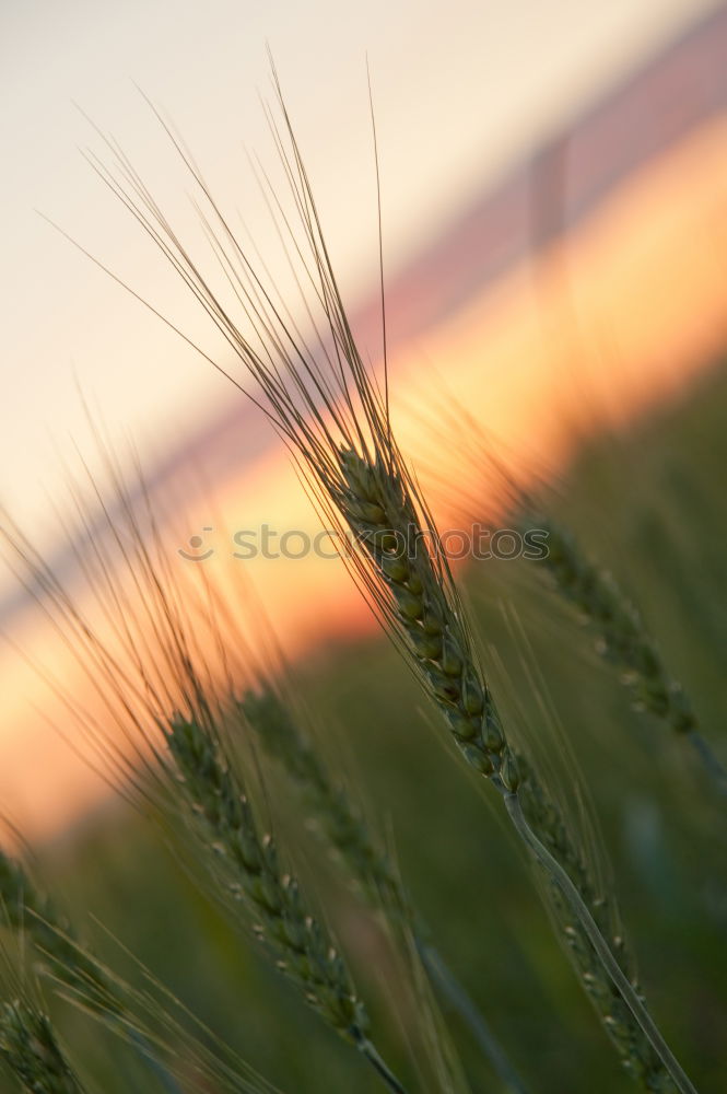 Similar – ein korn im kornfeld gelb