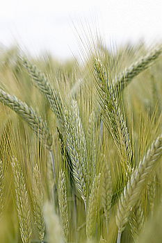 Similar – Image, Stock Photo unripe ears of wheat in a cornfield in front of a grey sky