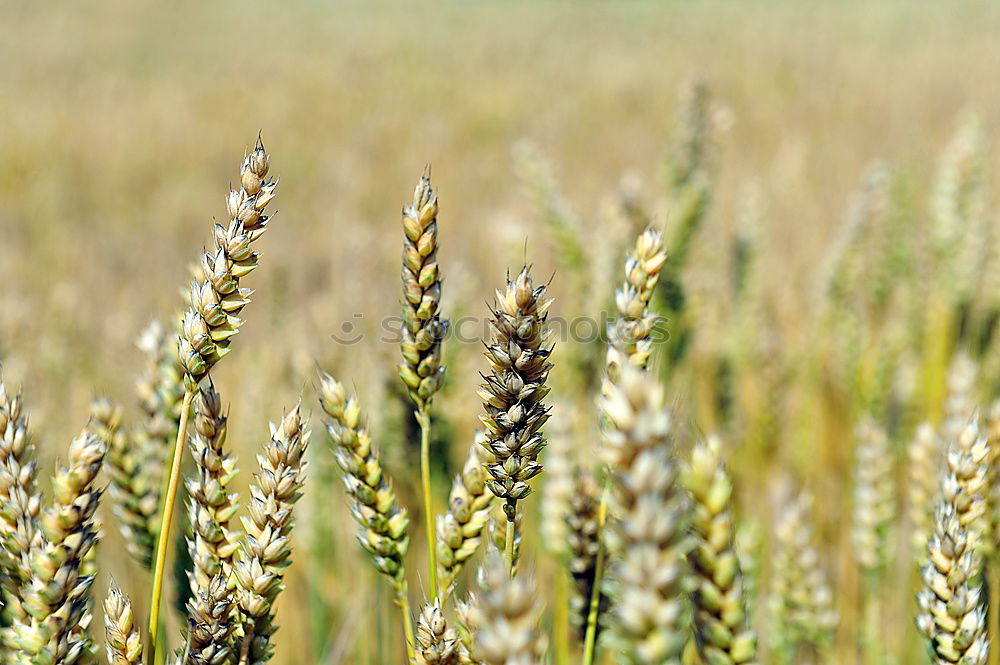 Similar – Getreidefeld Feld Weizen