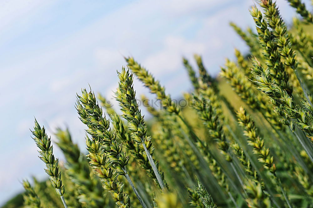 Image, Stock Photo unripe ears of wheat in a cornfield in front of a grey sky