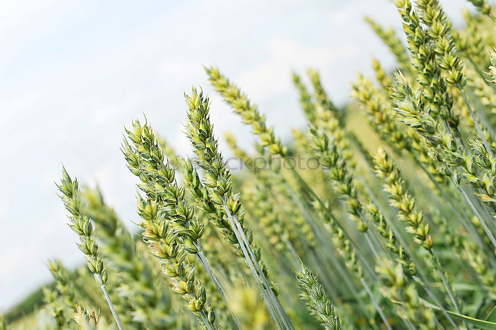 Similar – Image, Stock Photo unripe ears of wheat in a cornfield in front of a grey sky