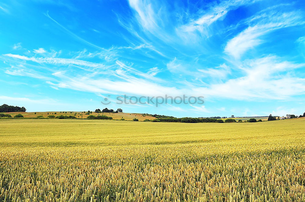 Similar – La Colza V Canola Plant