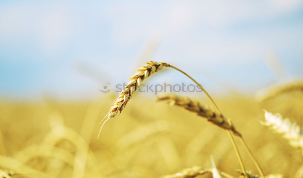 Similar – Crop person walking in summer field