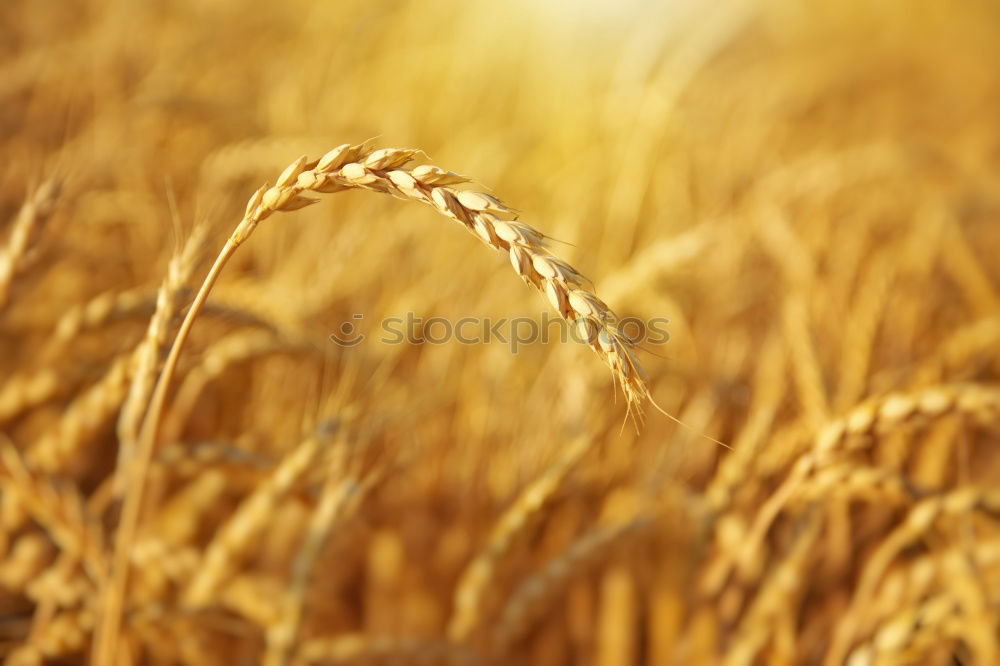 Similar – See, the fields are ripe for harvest…