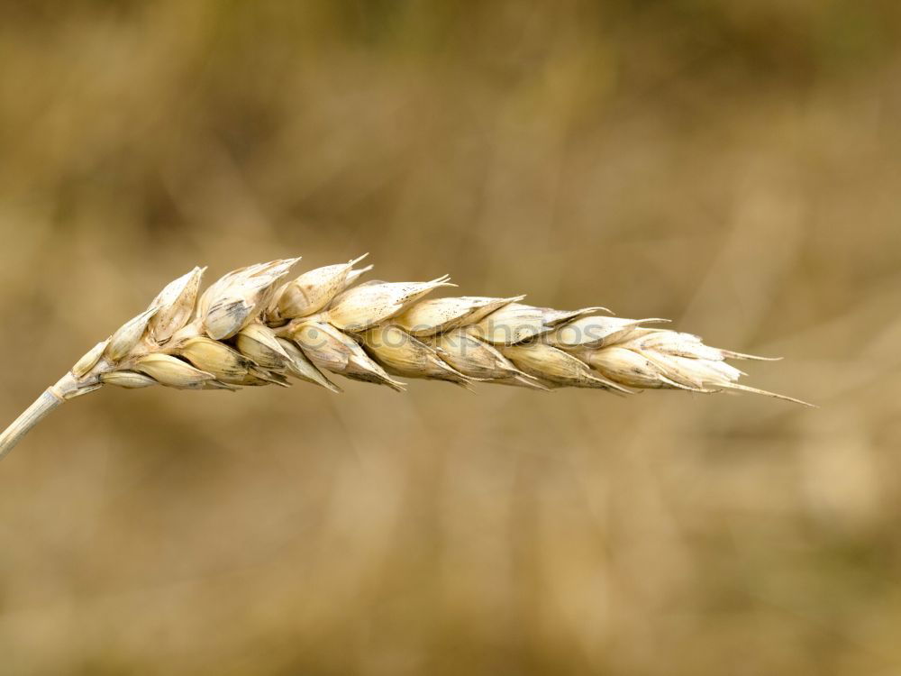 Similar – Image, Stock Photo Grain in hand Food