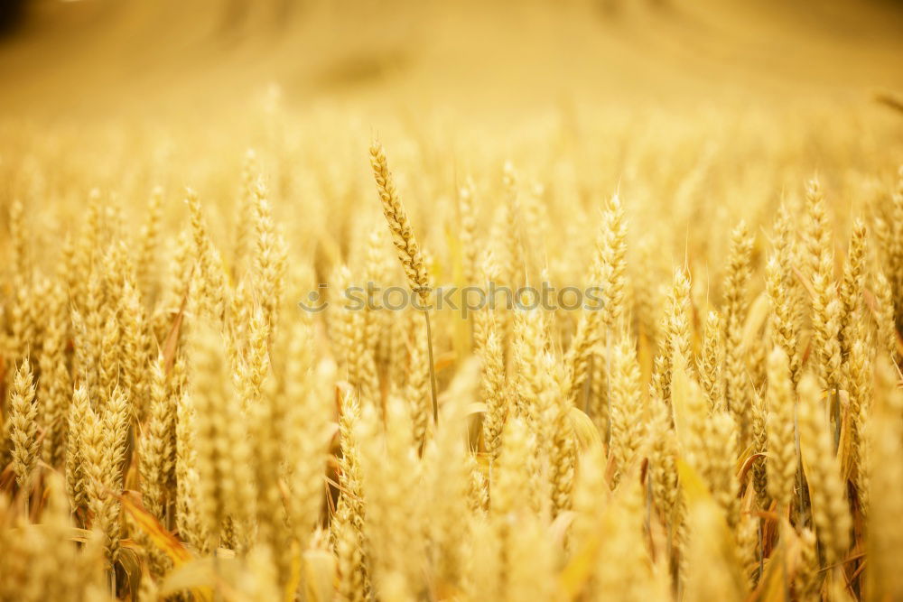 Similar – Image, Stock Photo Wheat field in midsummer