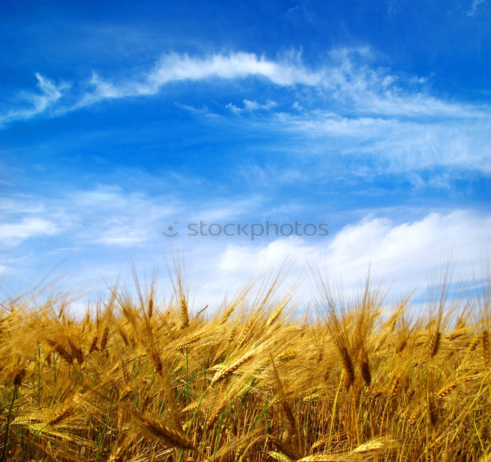 Similar – Foto Bild Kornhimmel Kornfeld Ähren