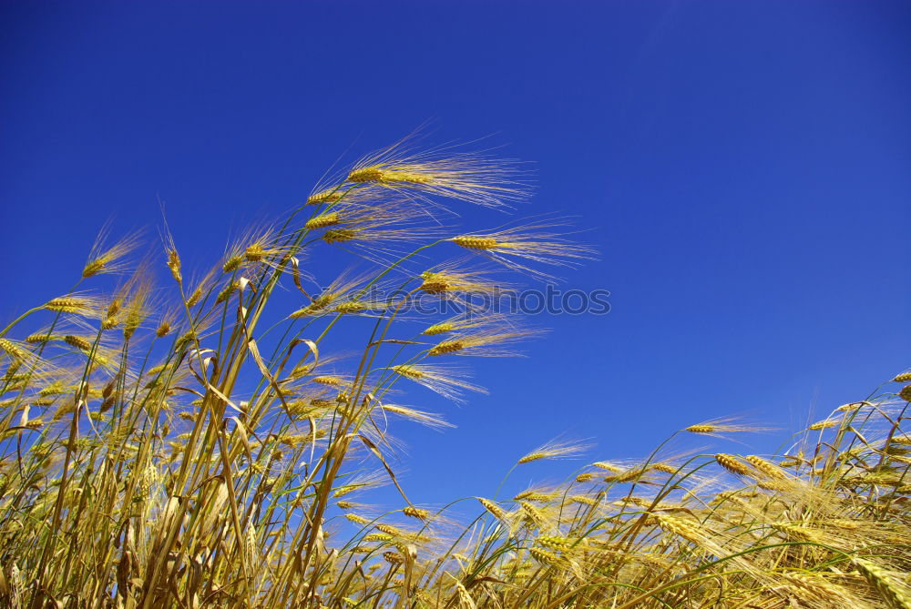 Similar – Foto Bild GANZ nahe Farbfoto