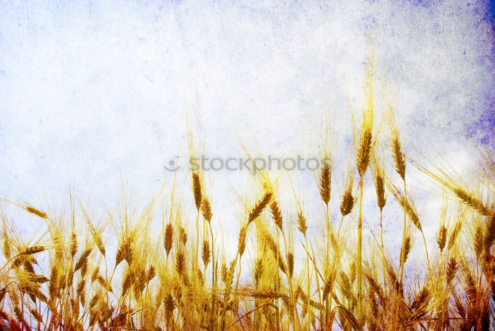 Similar – Ear dance of an ear of barley in corn field