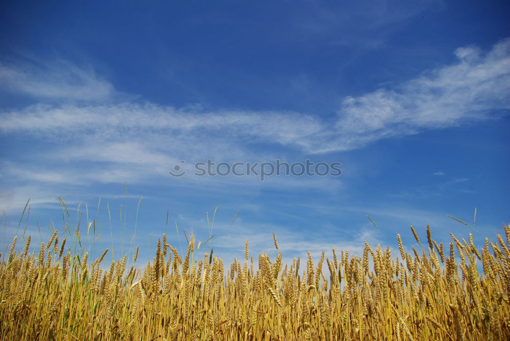 Similar – Foto Bild GANZ nahe Farbfoto