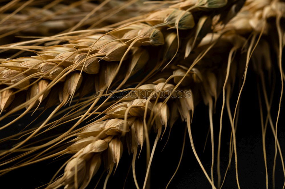 Similar – Weizen Feld Ähren Sommer