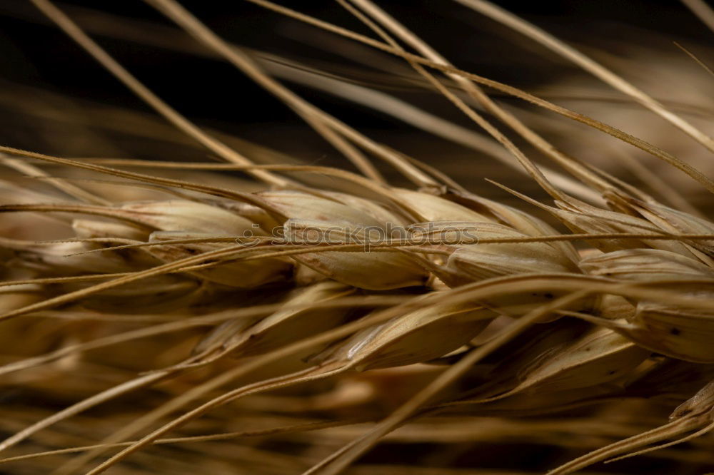 Similar – Gras gelb Stengel Halm