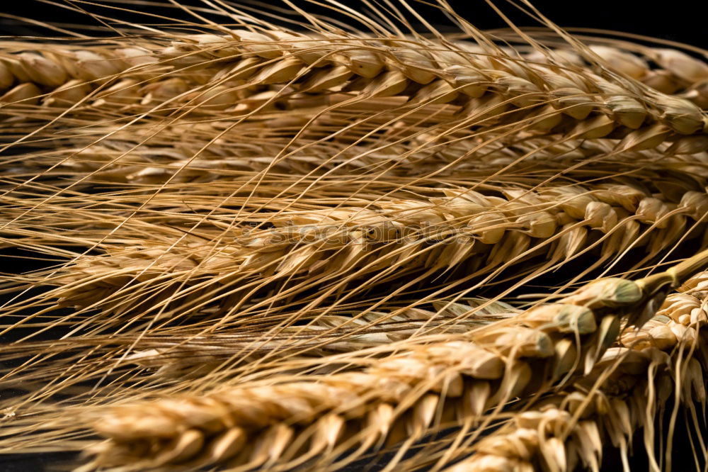 Similar – Image, Stock Photo Why Zen? Wheat Moonlight