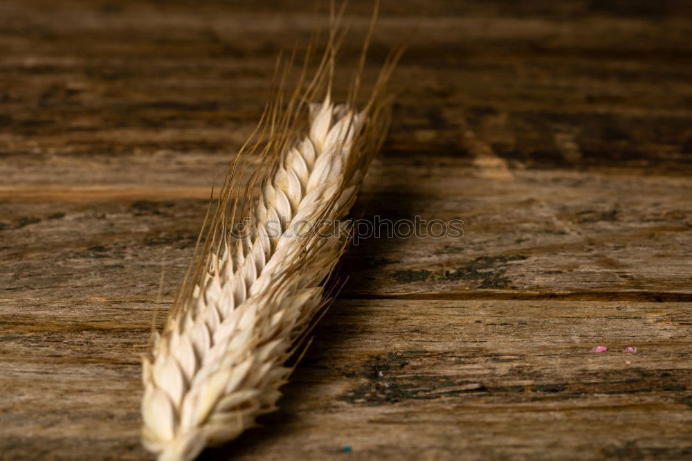 Similar – Image, Stock Photo gleamb Food Grain