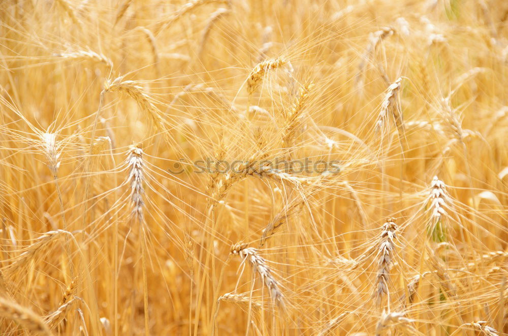 Similar – triticale Environment